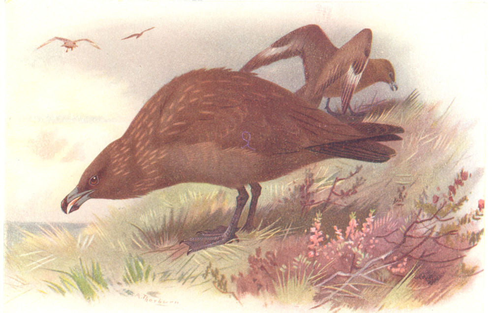 BRITISH BIRDS. Great Skua. THORBURN 1925 old vintage print picture